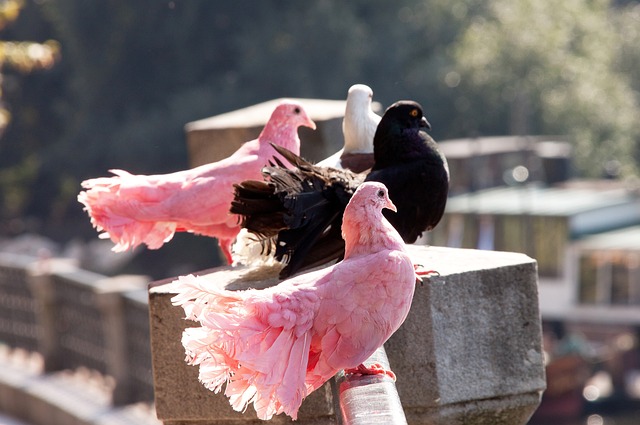 的表現也吸 的表現也吸