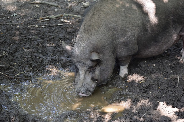 藥廠高層表示塔是球隊重要球員 若無法轉會拜仁我們希望他留隊續約.